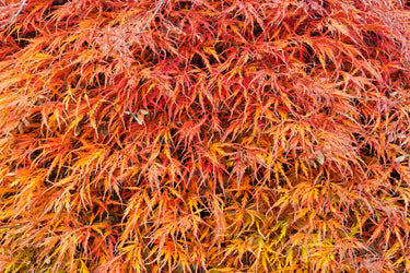 10 WEEPING LACELEAF MAPLE Japanese Acer Palmatum Dissectum Green Yellow Red Tree Seeds